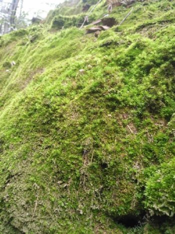 山坡上的苔藓