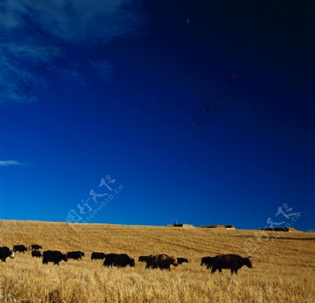 蓝天下的牛群