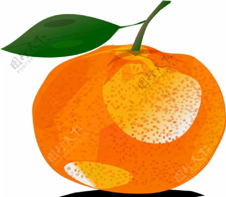 矢量柑橘插图