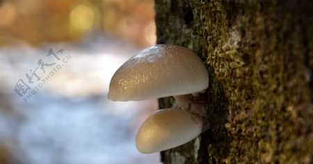 蘑菇菌类