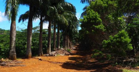 毛里求斯棕榈树