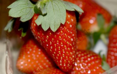 草莓奶油草莓新鲜草莓新鲜