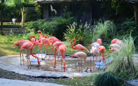 上海动物园火烈鸟