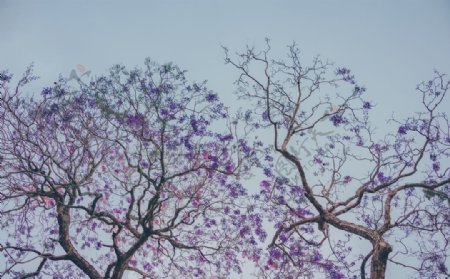 蓝天下的紫色树木