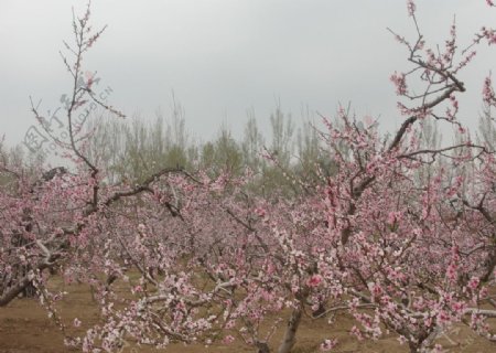 春天的桃花源
