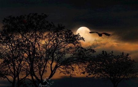 月亮背景天空树树枝