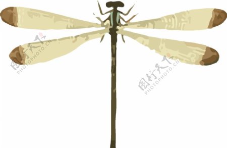 蜻蜓昆虫插画