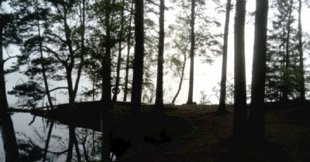 湖边树林风景