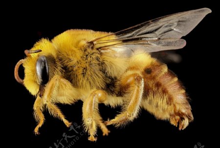 蜜蜂高清