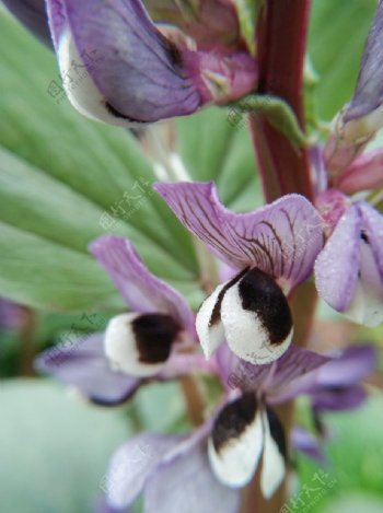 花朵蚕豆植物蔬菜紫色