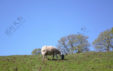 农场小羊