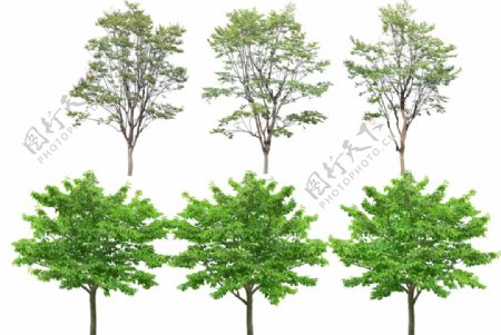 景观设计高清植物树木素材贴图