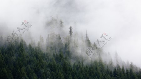 雾气弥漫的山林