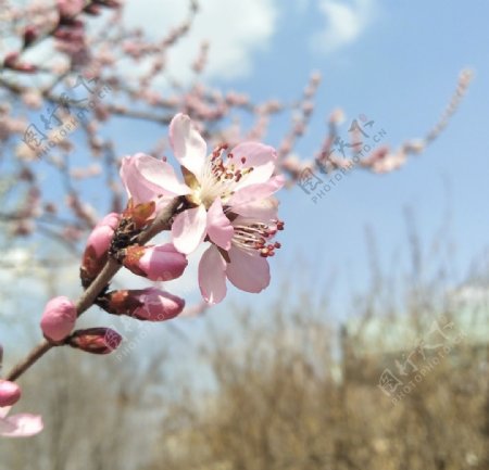 春季桃花开摄影素材