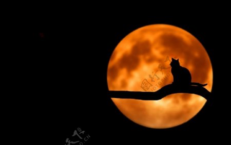 月亮和猫