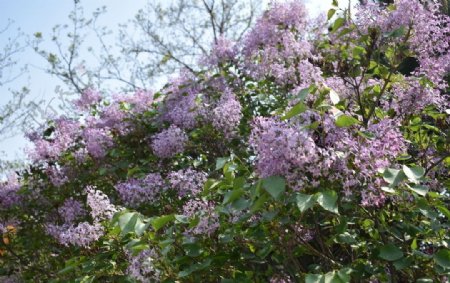 花海紫丁香花从花树