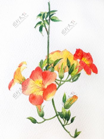 水彩彩铅绘画植物花朵