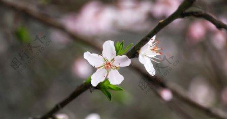 桃花朵朵开