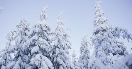雪后树木森林