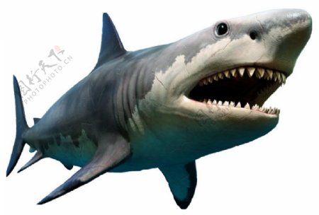 鲨鱼免抠元素