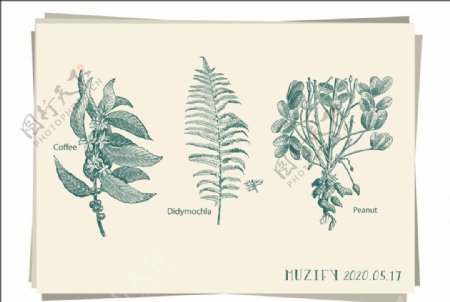3款入植物素描画