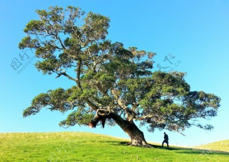 一棵树唯美意境