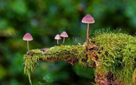 小蘑菇长在枯萎的树干上