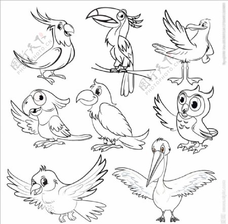 鸟类绘画
