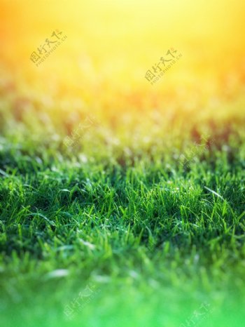 草坪草地阳光暖色清新背景素材