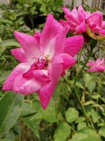 粉红色的花类似蔷薇
