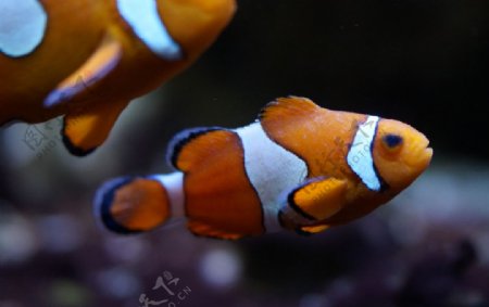小丑鱼海葵鱼