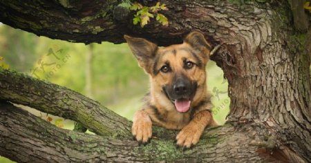 宠物动物合集爬树警犬