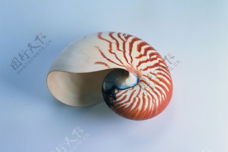 贝壳海螺唯美