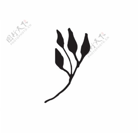 黑白涂鸦植物