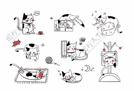 猫咪