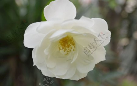白花一朵花