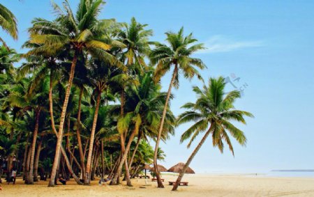 海滩椰树林