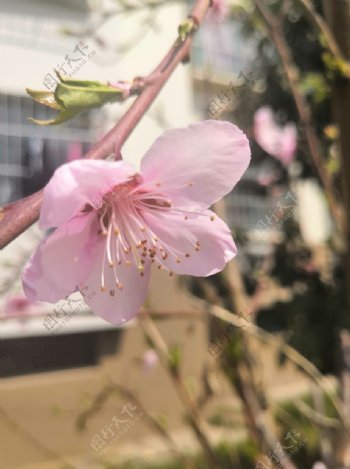 春天粉色桃花花朵