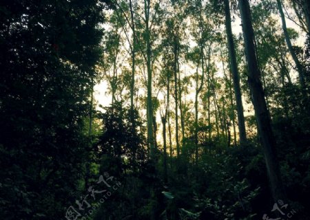树林里的微光夕阳春夏