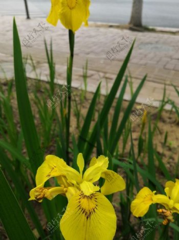 黄色的黄菖蒲花朵