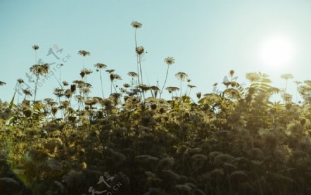 花卉