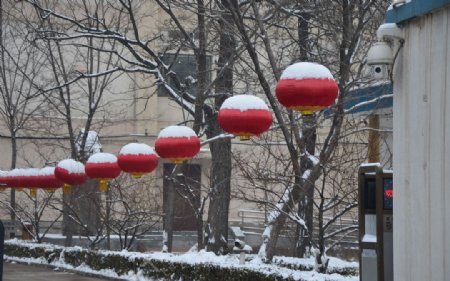 雪后的红灯笼