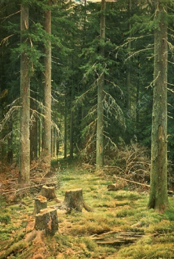 希施金树林风景油画