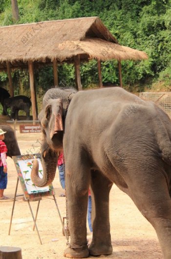 老挝旅游大象