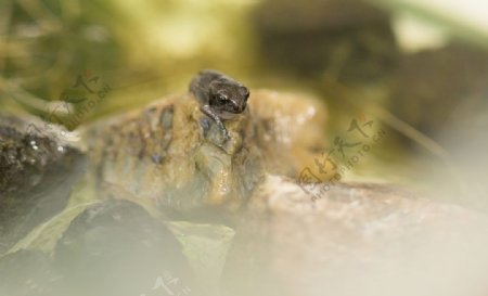 蟾蜍的幼蛙