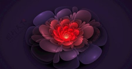 大红紫花