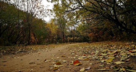 秋天的森林小路和落叶