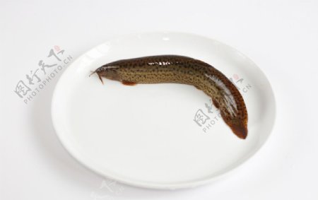 泥鳅火锅食材摄影图