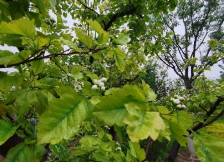 雨后花