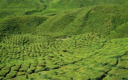 茶地底纹背景